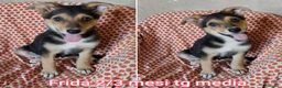 Meticcio cani in regalo: TENERI CUCCIOLI IN CERCA D'AMORE  a Provincia di Modena - Annuncio 1