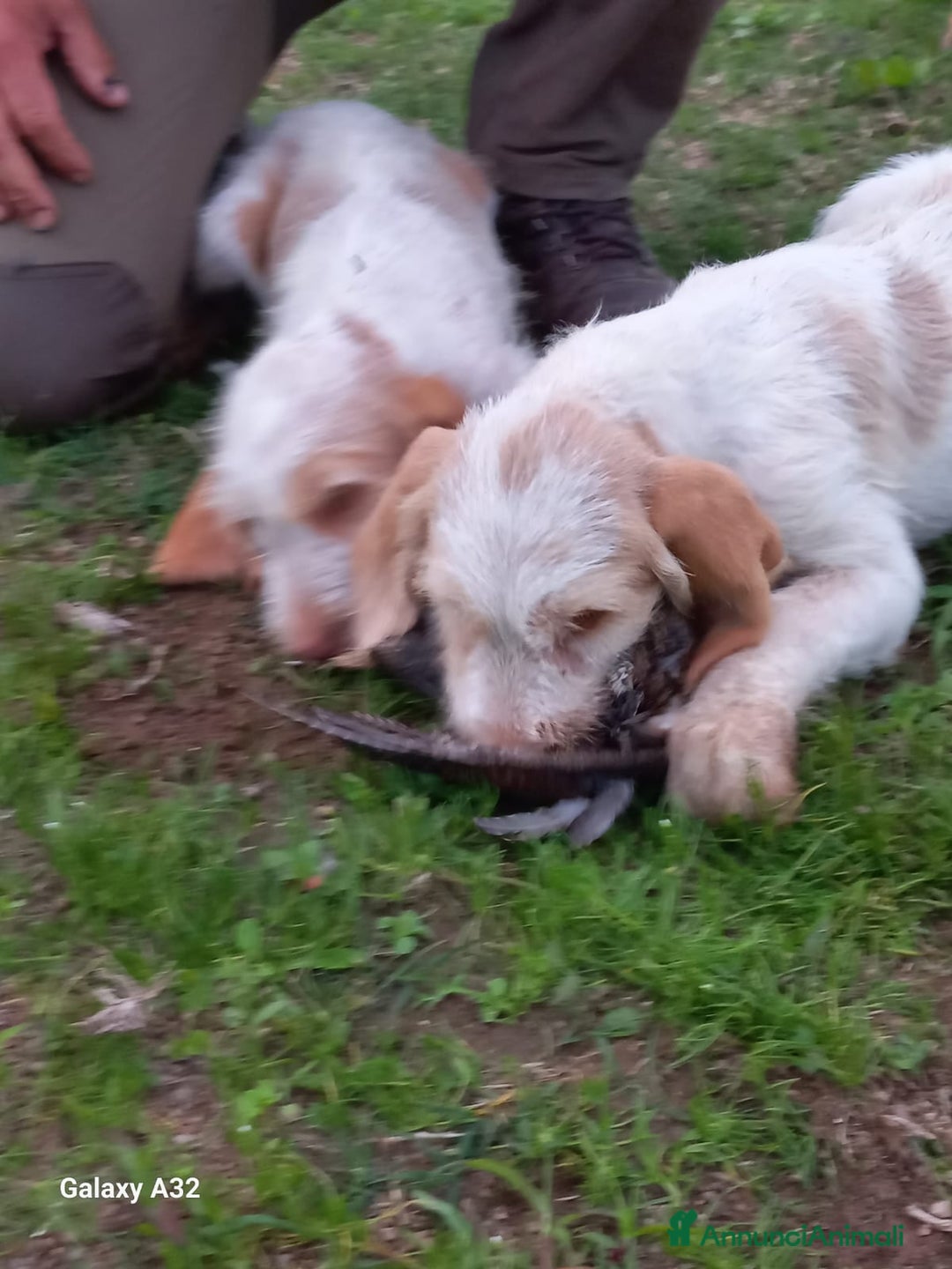Spinone cani in vendita: Cedo cucciolo di spinone - Annuncio 2