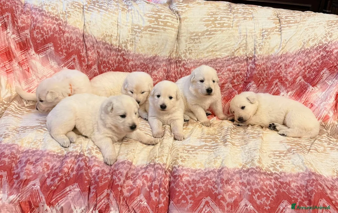 Pastore Svizzero cani in vendita: Vendita Pastore Svizzero Bianco - Annuncio 14