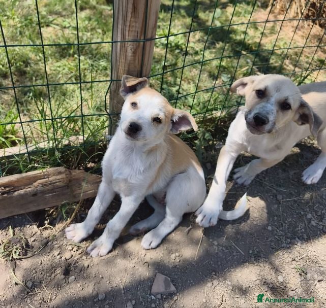 Meticcio cani SOLE e MELA splendide cucciole - Annuncio 32