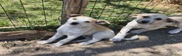 Meticcio cani in regalo: SOLE e MELA splendide cucciole - Annuncio 1