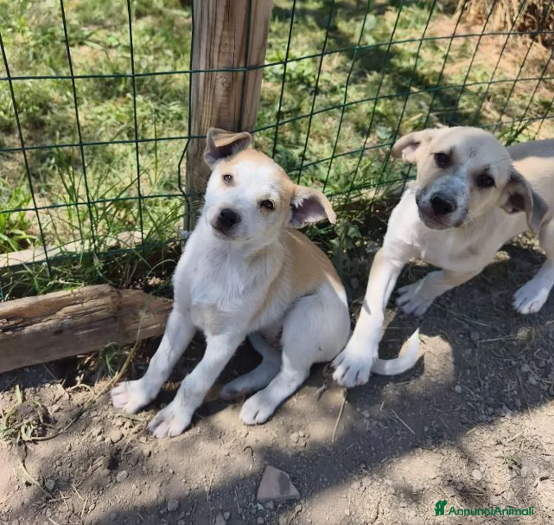 Meticcio cani in regalo: SOLE e MELA splendide cucciole - Annuncio 1