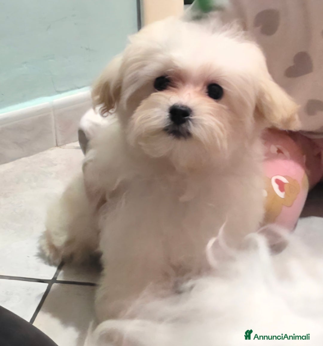 Meticcio cani in vendita: Maltipoo toy - Annuncio 15