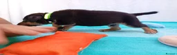 Meticcio cani in regalo: Cuccioli mix Pastore Tedesco, neanche 2 mesi  - Annuncio 17