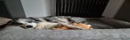 Border Collie cani per accoppiamento: Bellissimo Border con Pedigree per Accoppiamento a Provincia di Cremona - Annuncio 24