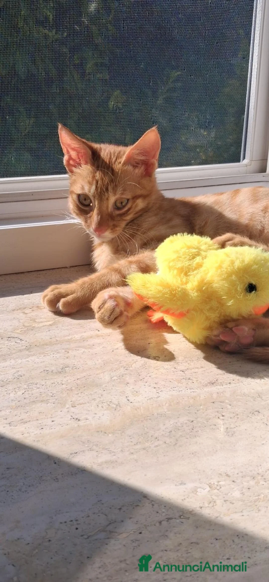 Europeo gatti in regalo: Stupendo gattino di nome Fulvio Red tabby a Città Metropolitana di Bologna - Annuncio 3