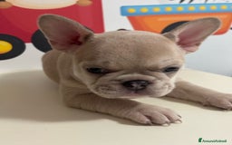 Bulldog Francese cani in vendita: Cuccioli bouldogue francese esotici a Città metropolitana di Roma Capitale - Immagine 2