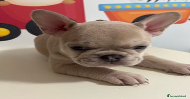 Bulldog Francese cani a Città metropolitana di Roma Capitale - Annuncio 3