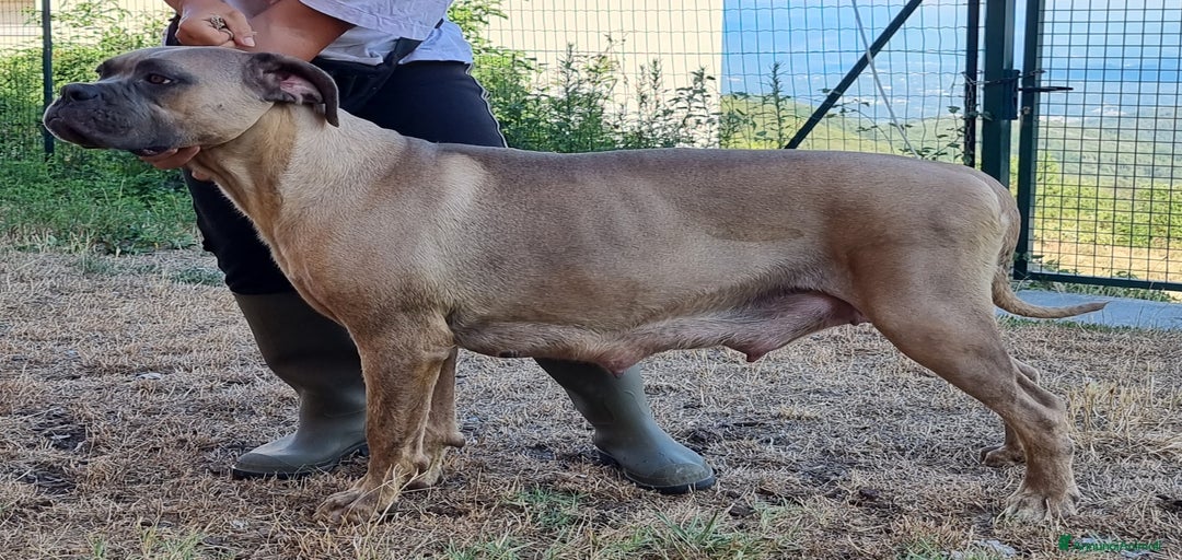 Immagine della galleria {{count}}