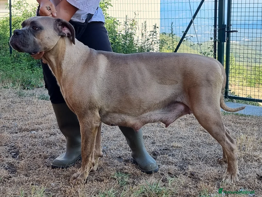 Immagine della galleria {{count}}