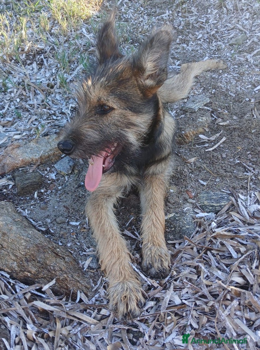 Meticcio cani Oreste 6/7mesi tg media PRESTO IN CANILE!SOS OLBIA - Annuncio 1