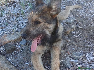 Meticcio cani Oreste 6/7mesi tg media PRESTO IN CANILE!SOS OLBIA - Annuncio 29