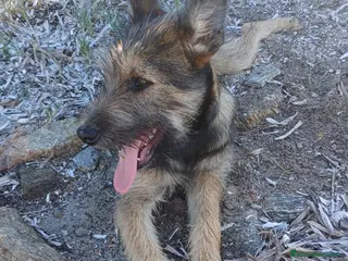 Meticcio cani Oreste 6/7mesi tg media PRESTO IN CANILE!SOS OLBIA - Annuncio 21