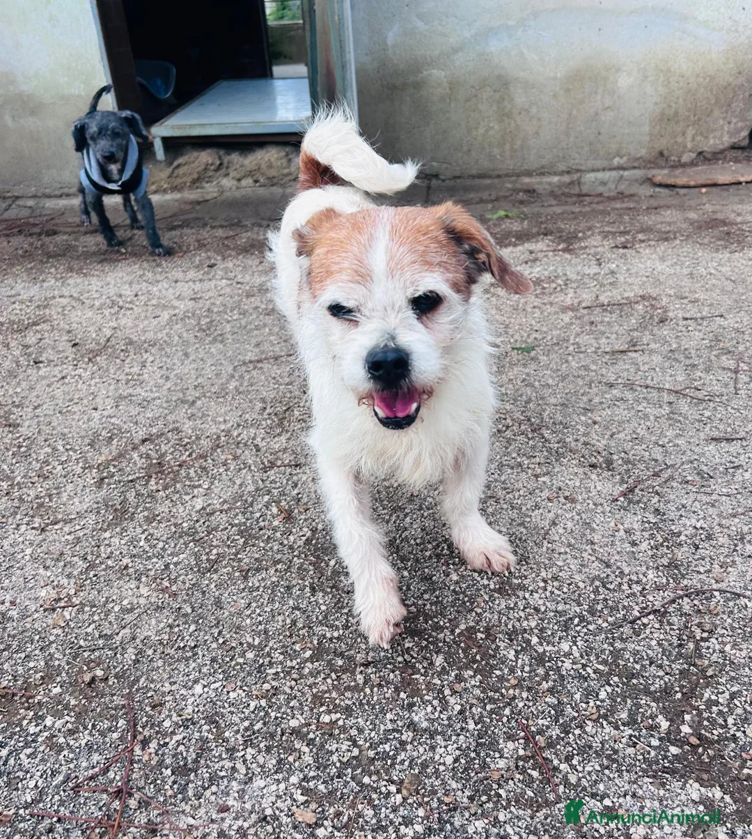 Meticcio cani in regalo: METICCIO  - Annuncio 6