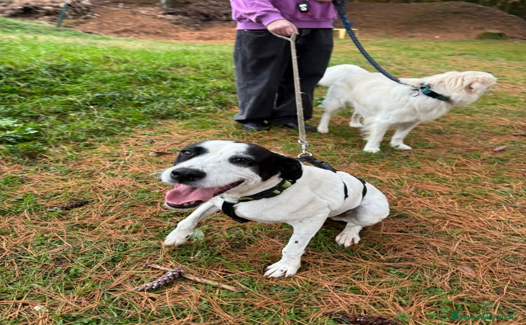 Meticcio cani - Annuncio 14