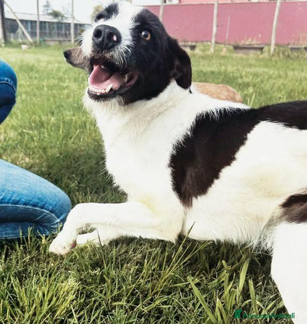 Meticcio cani in regalo: Adidas, simpatica come il suo nome - Annuncio 2