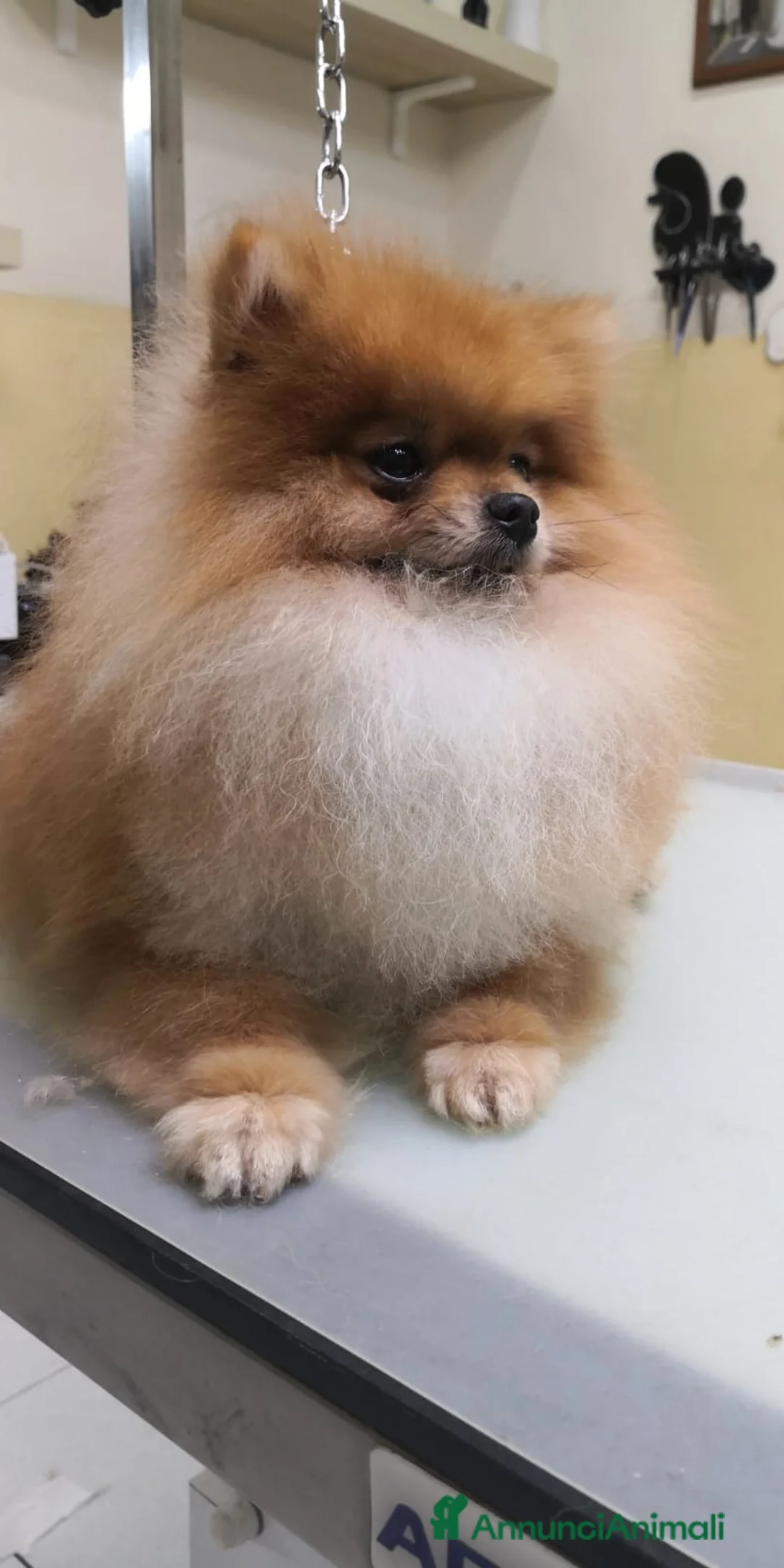 Volpino Pomerania cani in vendita: Pomerania femmina - Annuncio 2