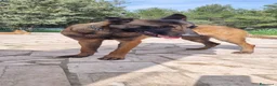 Pastore Belga cani in vendita: Cucciolata Pastore Belga Malinois in Italia  - Annuncio 1