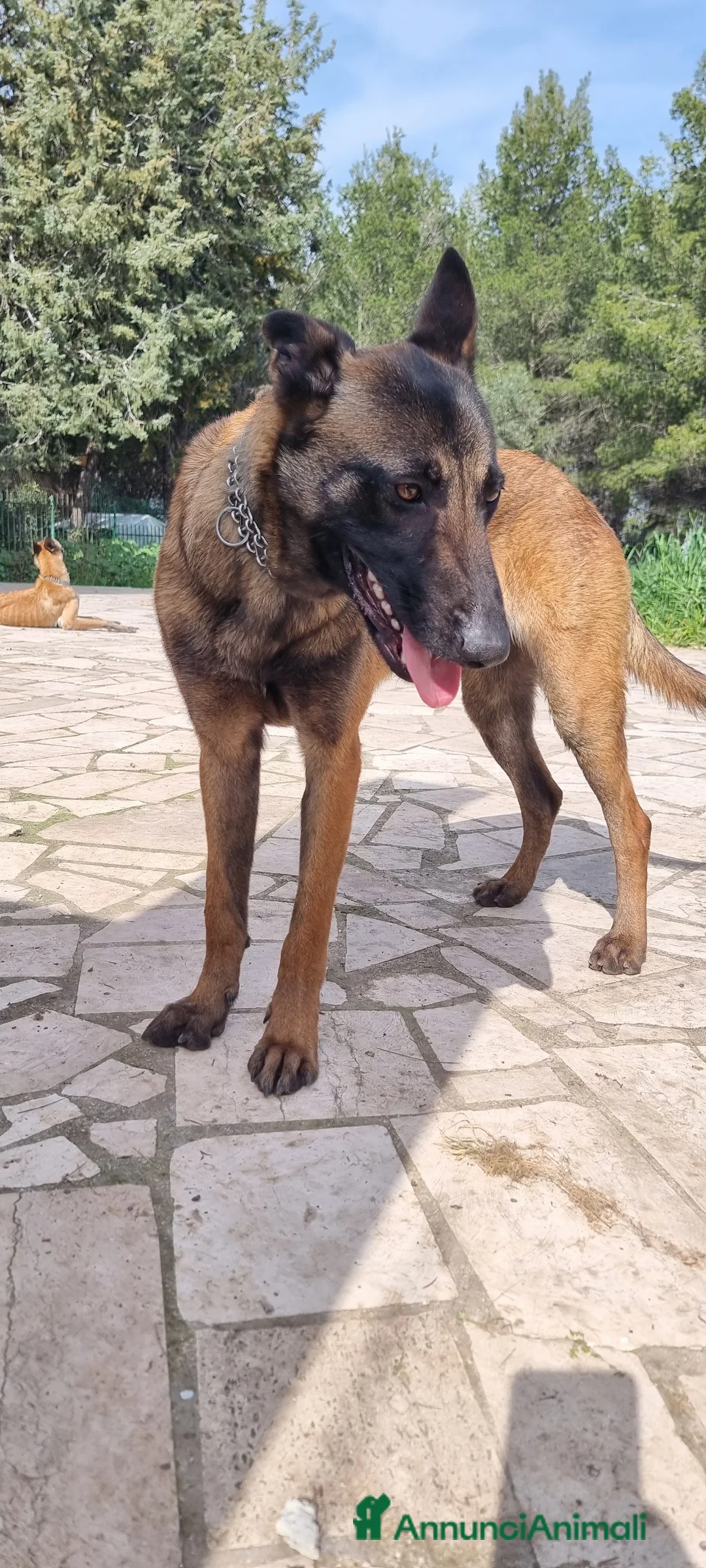 Pastore Belga cani in vendita: Cucciolata Pastore Belga Malinois in Italia  - Annuncio 1