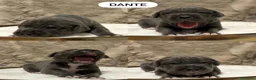 Cane Corso cani in vendita: Cuccioli di Cane Corso  - Annuncio 11