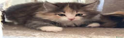 Siberiano gatti in vendita: Freya, bellissima gattina siberiana - Annuncio 7