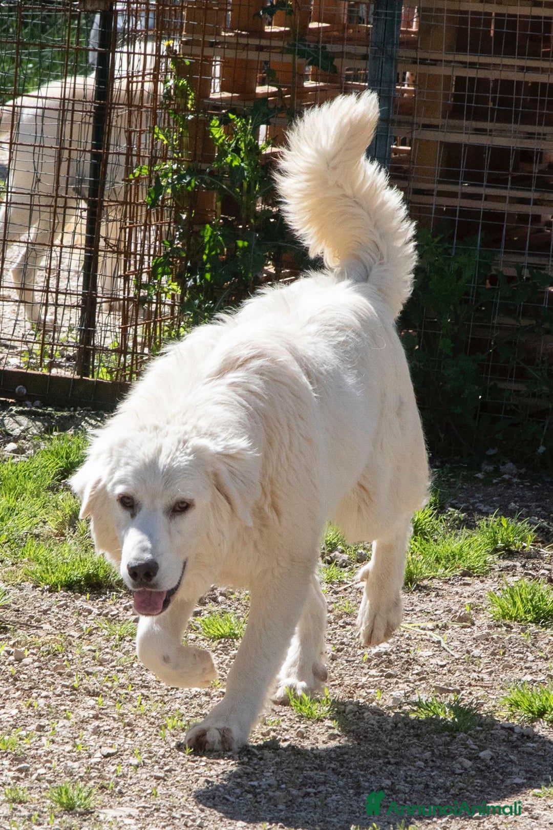 Meticcio cani in regalo: NUVOLETTA SOFFICE INVISIBILE a Provincia di Brescia - Annuncio 4
