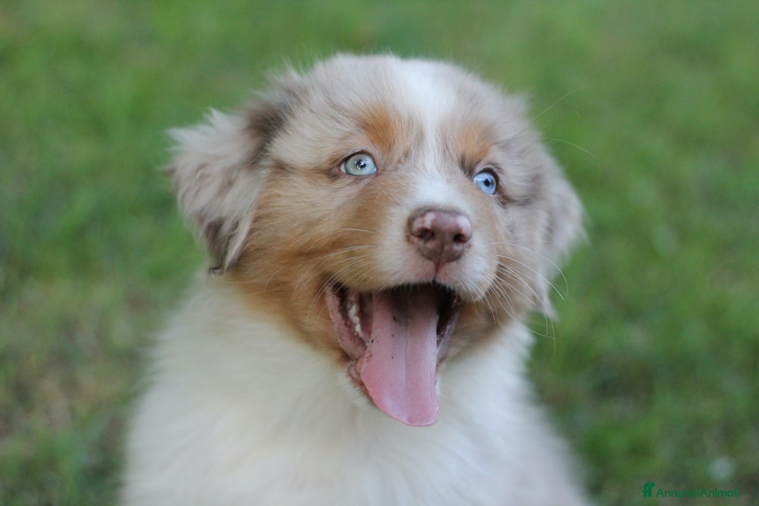 Immagine della galleria {{count}}