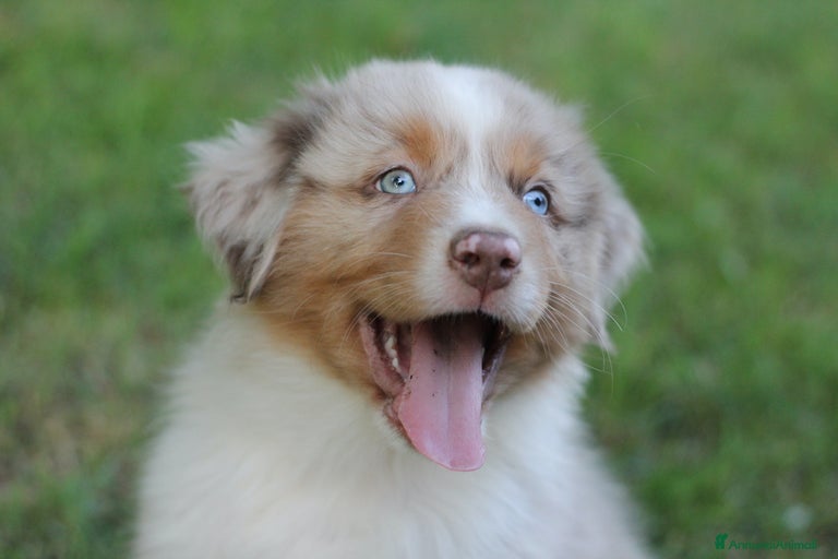 Immagine della galleria {{count}}