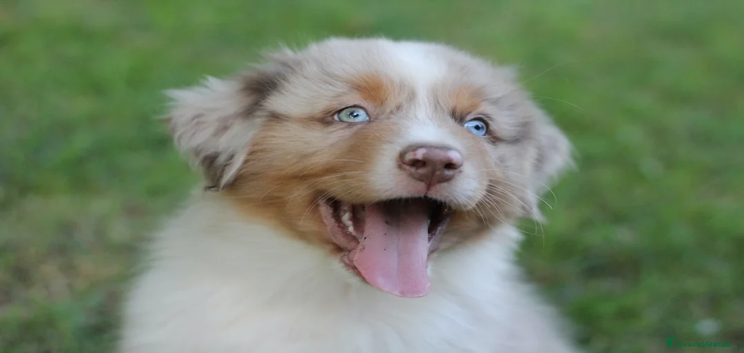 Immagine della galleria {{count}}