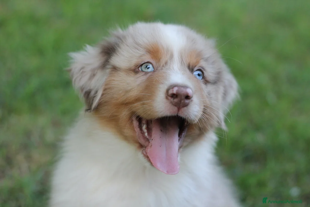 Immagine della galleria {{count}}