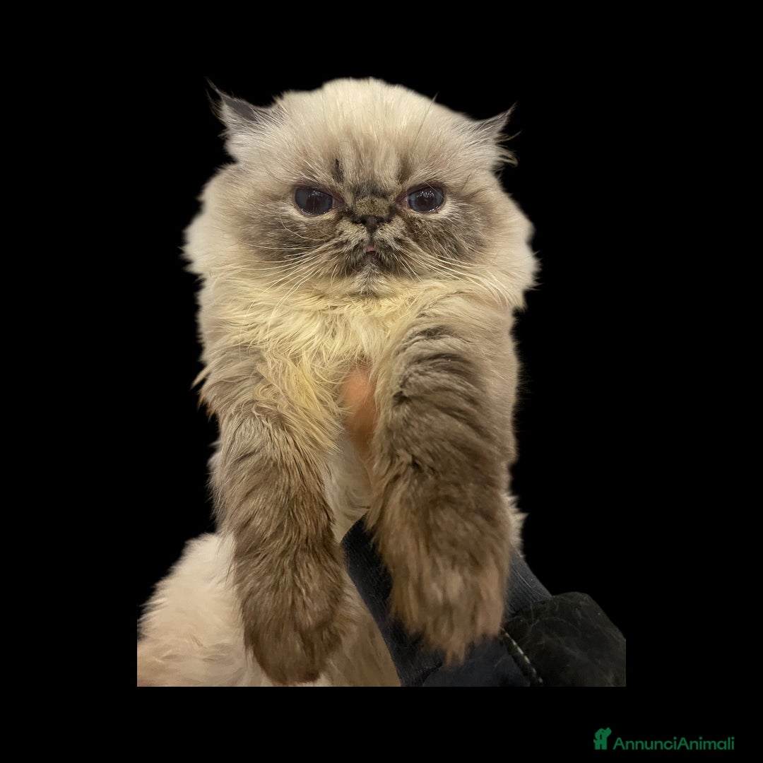 Persiano gatti in vendita: gatto persiano tabby point con pedigree Anfi - Annuncio 7