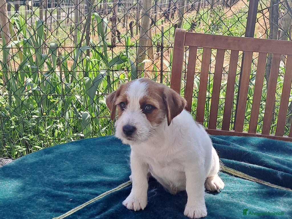 Jack Russell cani Cuccioli Jack Russell ruvido - Annuncio 2