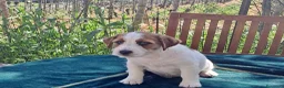 Jack Russell cani in vendita: Cuccioli Jack Russell ruvido - Annuncio 8