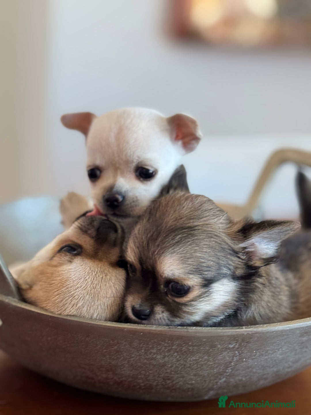 Chihuahua cani in vendita: Cuccioli di Chihuahua Cercano Casa!  a Provincia di Sassari - Immagine 4
