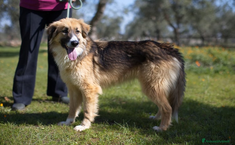 Meticcio cani a Provincia di Novara - Annuncio 20