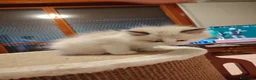 Siberiano gatti in vendita: Gatti cuccioli Siberiani a Provincia di Forlì-Cesena - Annuncio 12