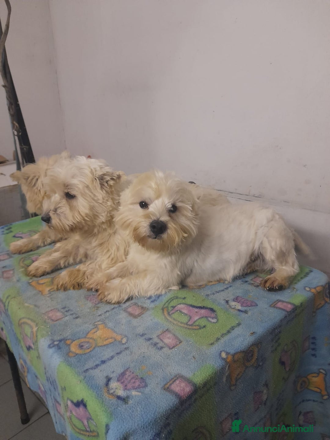 West Highland cani in vendita: West Highland  - Annuncio 3