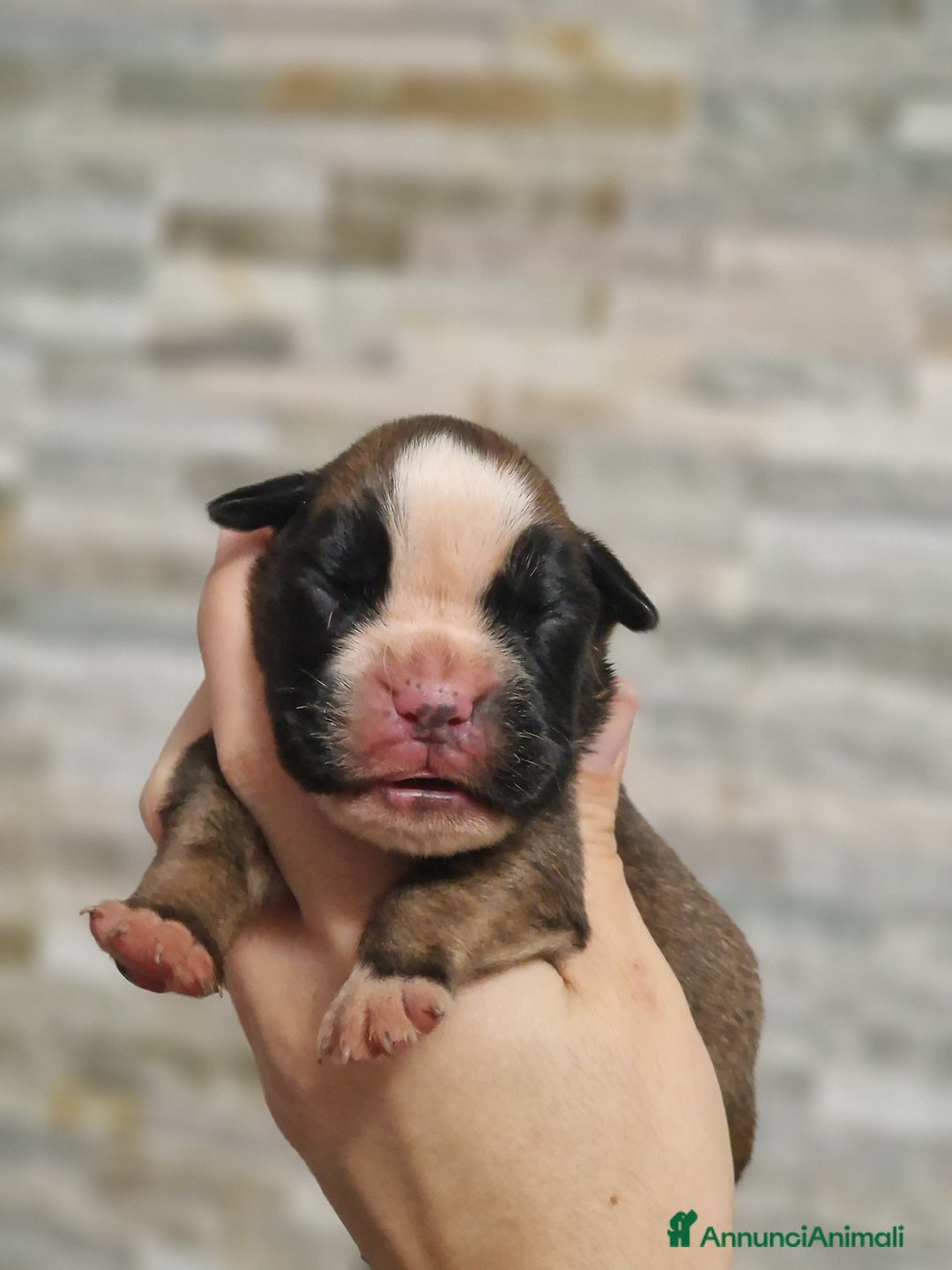 Boxer cani in vendita: Cuccioli Boxer del Principe di Tavi - Annuncio 4