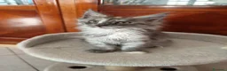 Maine Coon gatti in vendita: Maine Coon splendide femmine  - Annuncio 6