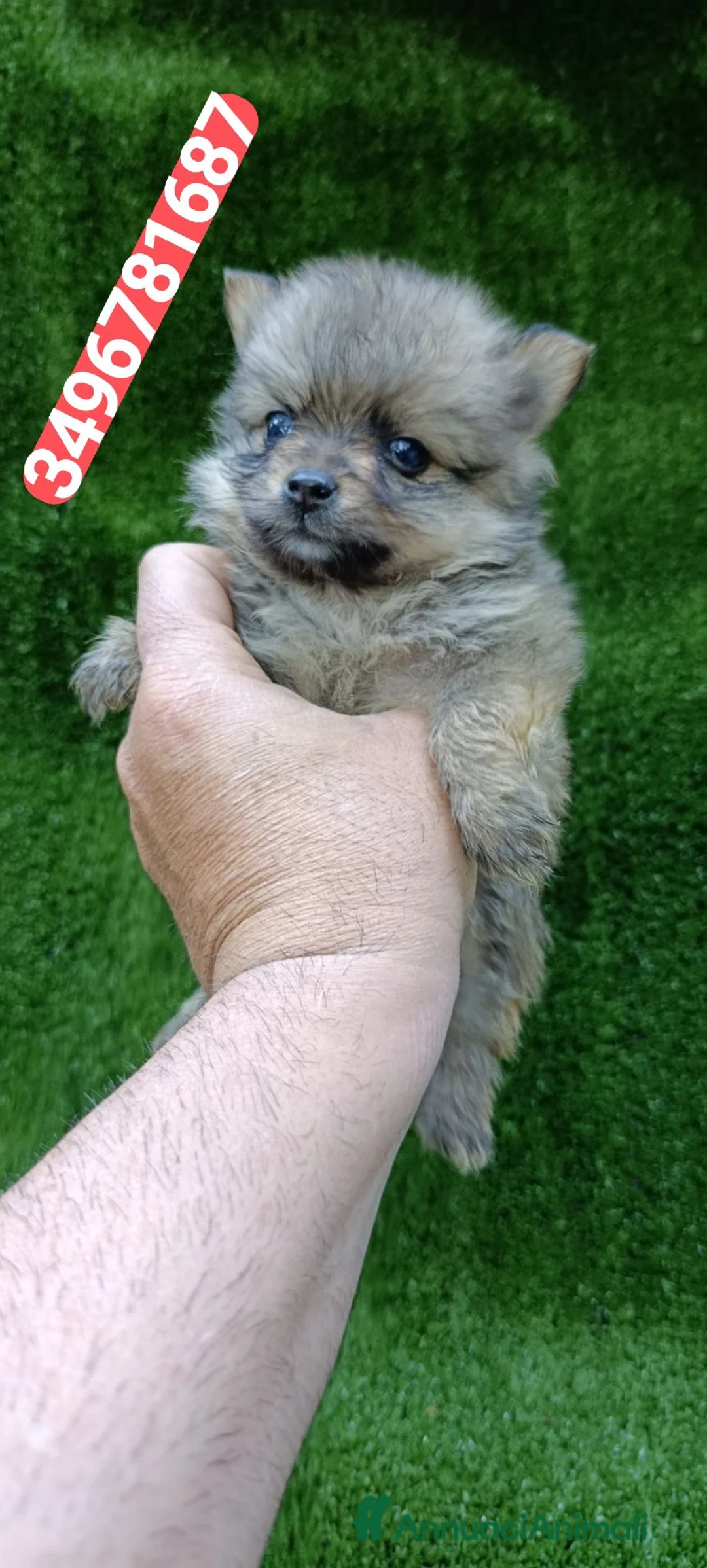 Spitz cani in vendita: SPITZ TEDESCO PICCOLO batuffole amorose - Annuncio 1