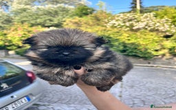 Spitz cani in vendita: Spitz Pomerania  a Provincia di Viterbo - Immagine 4