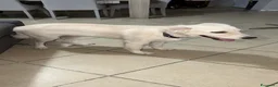 Meticcio cani in regalo: Cucciolo a Provincia di Cosenza - Annuncio 2
