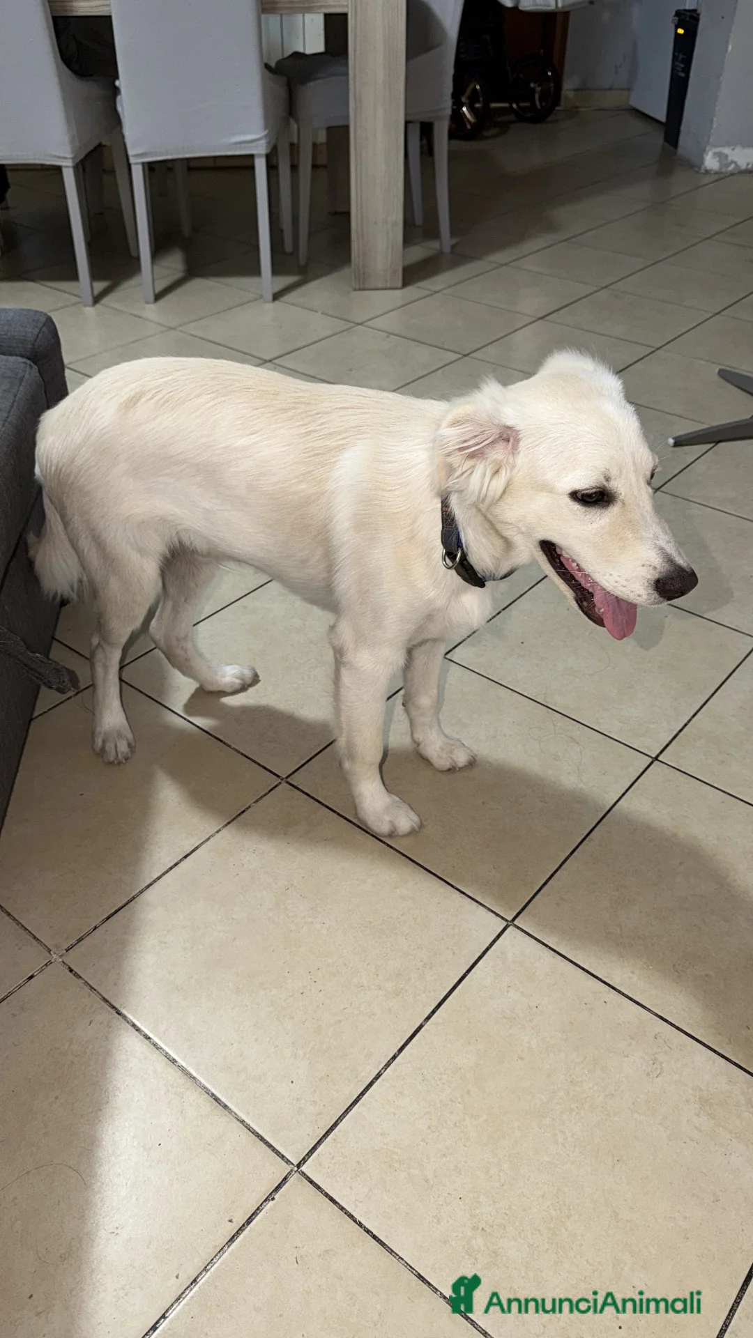 Meticcio cani in regalo: Cucciolo a Provincia di Cosenza - Annuncio 2
