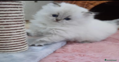 British gatti - Annuncio 6