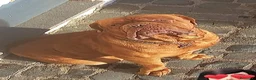 Dogue de Bordeaux cani per accoppiamento: Dogue de bordeaux maschio accoppiamento  a Città metropolitana di Roma Capitale - Annuncio 2
