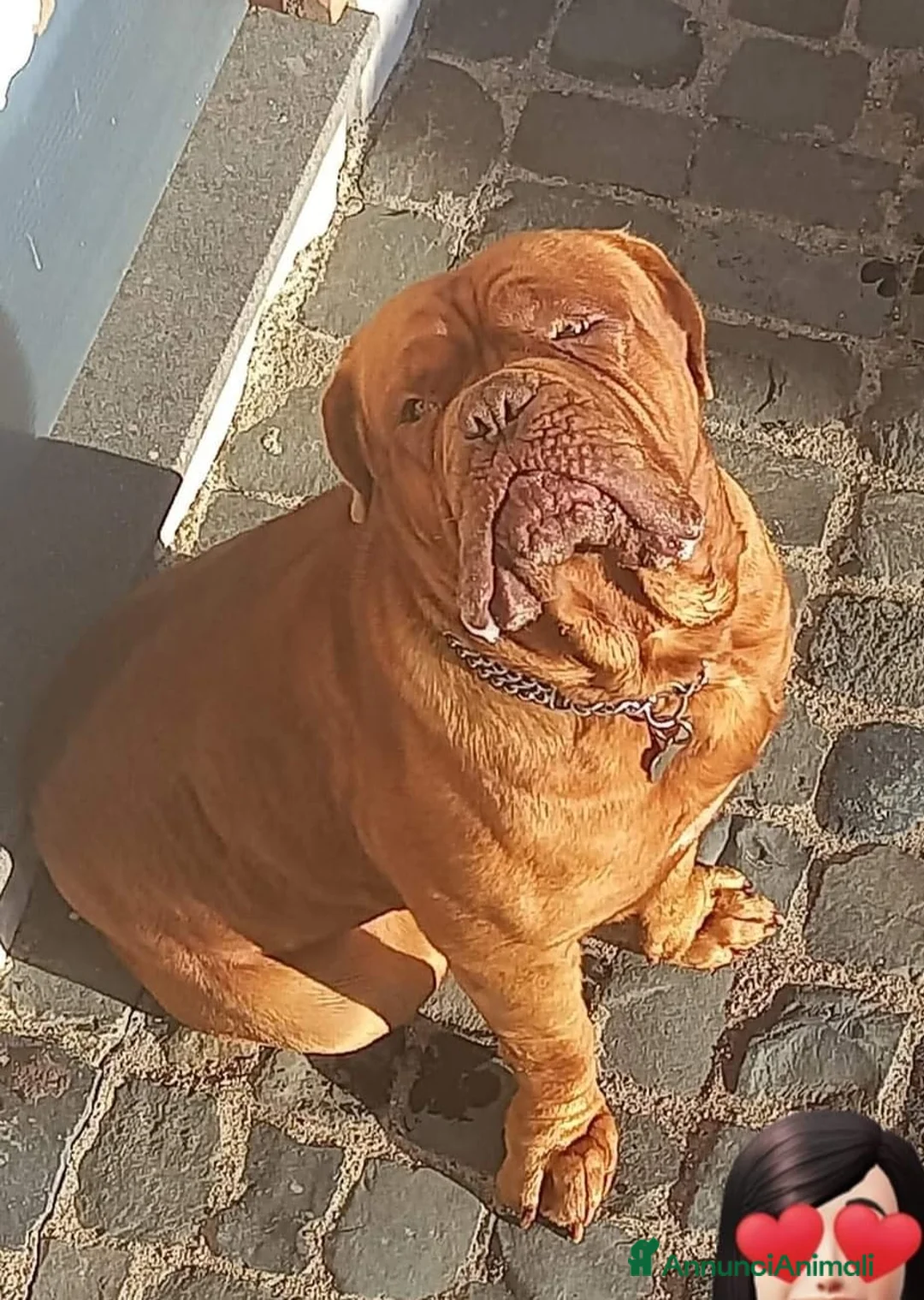 Dogue de Bordeaux cani per accoppiamento: Dogue de bordeaux maschio accoppiamento  a Città metropolitana di Roma Capitale - Annuncio 2