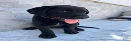 Labrador cani in vendita: Cucciola di Labrador  a Libero consorzio comunale di Agrigento - Annuncio 3