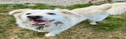 Meticcio cani in regalo: Margot 2 anni Taglia media grande  - Annuncio 6