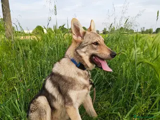 Lupo Cecoslovacco cani Splendido cucciolo di Lupo Cecoslovacco (4 mesi) - Annuncio 1