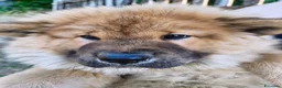 Chow Chow cani in vendita: Chow Chow - Annuncio 18